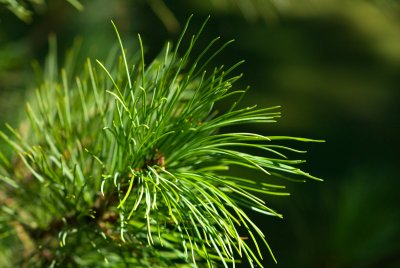 Pinus sibirica - borovice sibiřská, limba - jehlice2